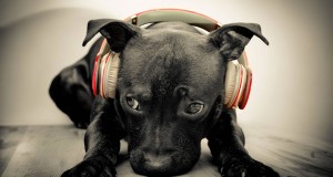 Mennyire zavarja a hangos zene a háziállatainkat?