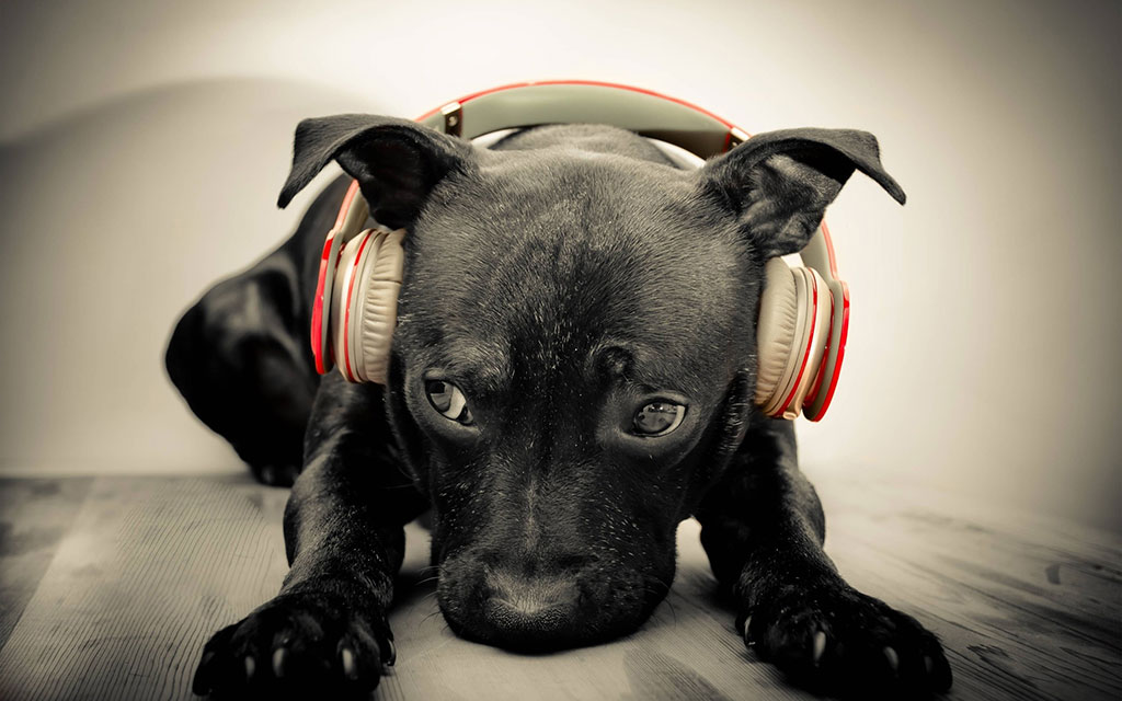 Mennyire zavarja a hangos zene a háziállatainkat?