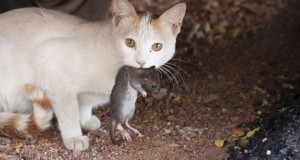 Patkányfogással ilyen karriert még egy macska sem futott be